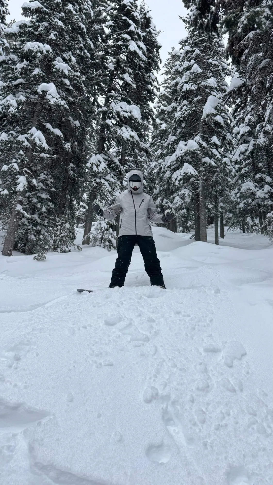 Solo in pine trees